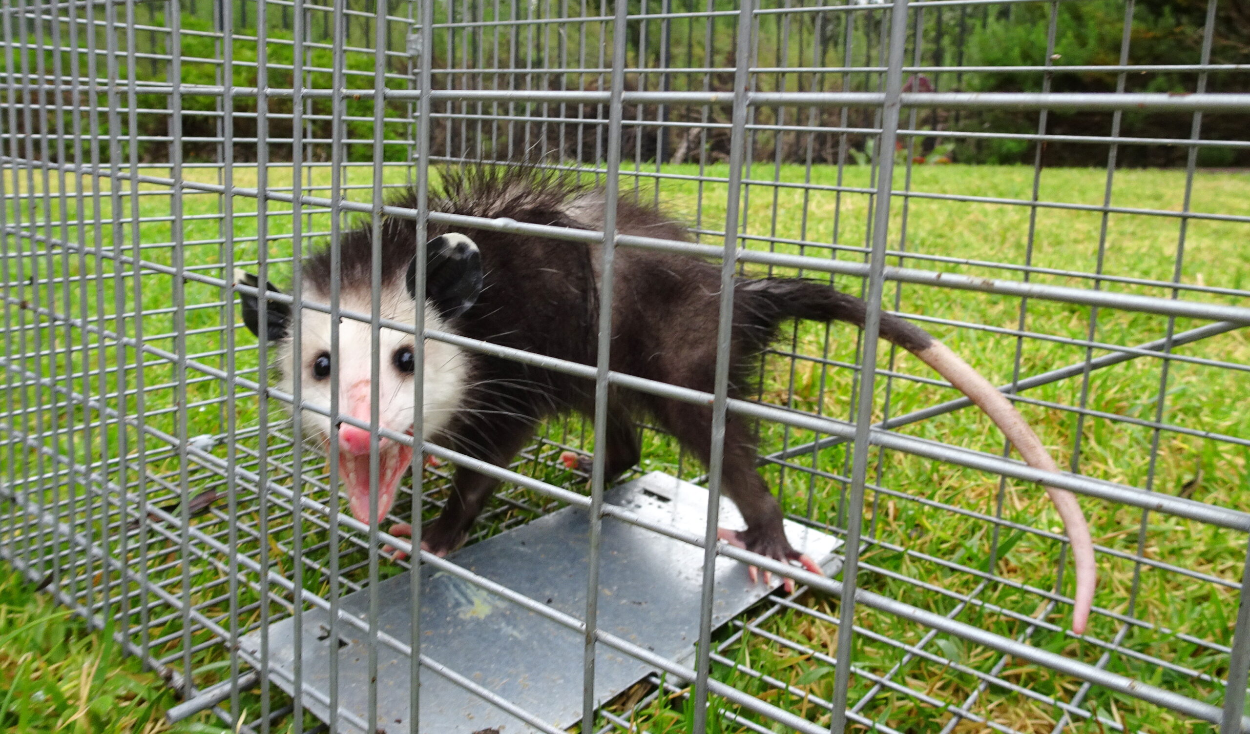 opossum removal
