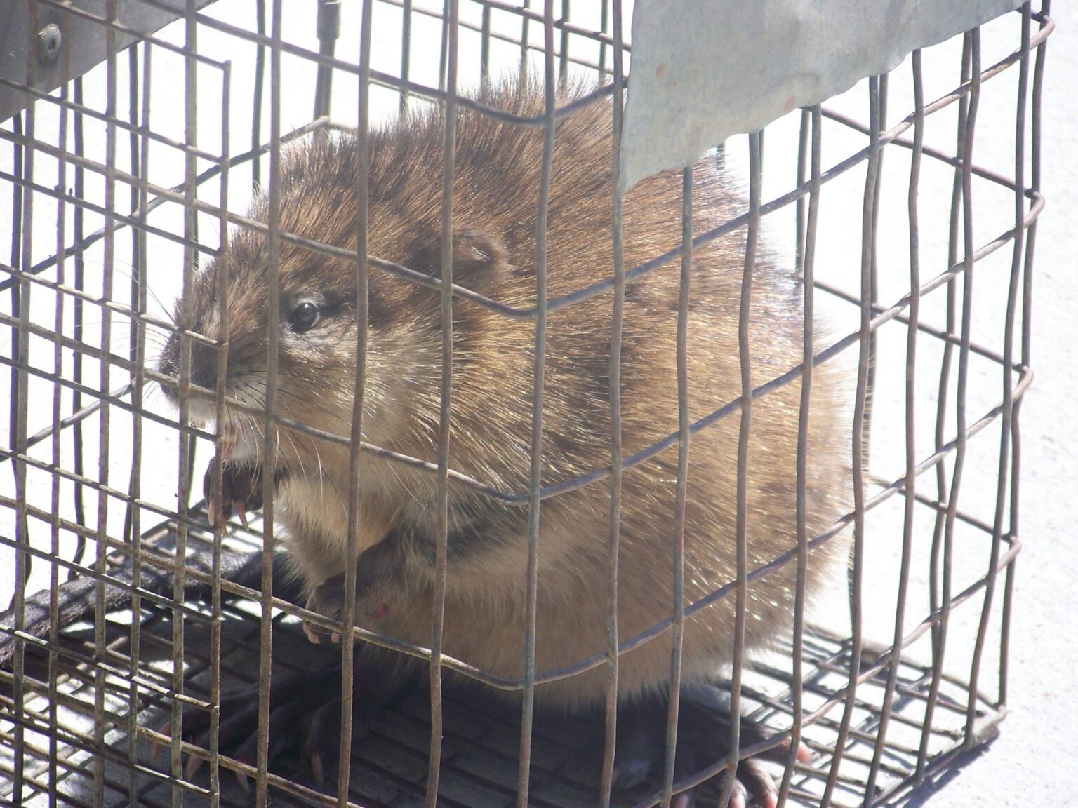 Groundhog Removal – New Jersey Wildlife & Pest Control